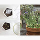 Plantable sticking around card