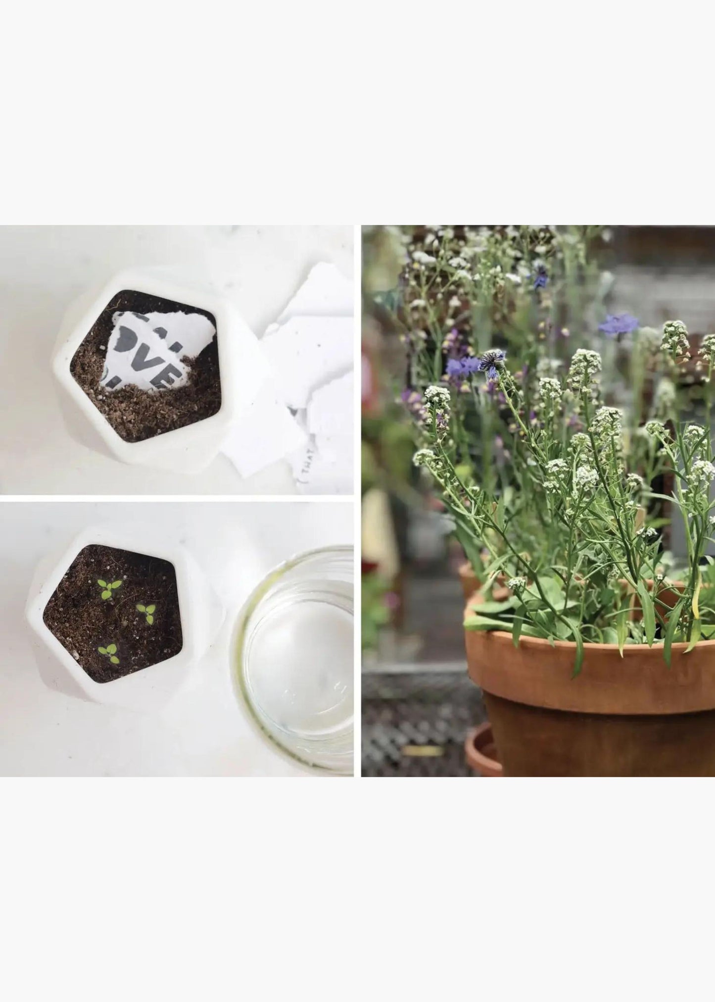 Plantable sticking around card
