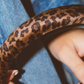 Cheetah patterned headband