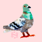 Pigeon brooch