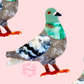 Pigeon brooch